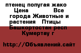 птенец попугая жако  › Цена ­ 60 000 - Все города Животные и растения » Птицы   . Башкортостан респ.,Кумертау г.